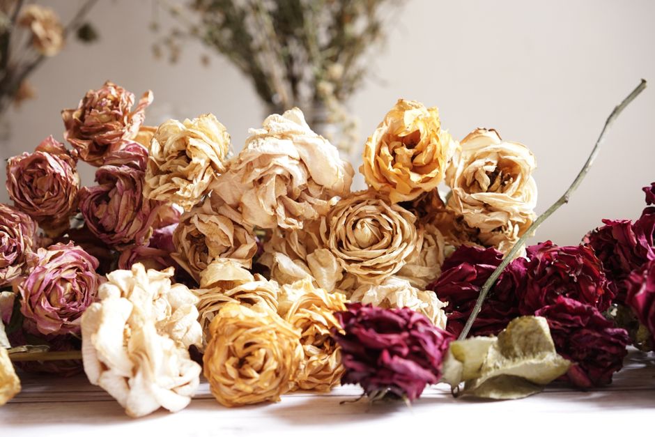 A close-up view of a collection of dried roses in shades of cream, blush pink, and deep burgundy, scattered on a wooden surface. Some roses are fully bloomed with layered, slightly crinkled petals, wh