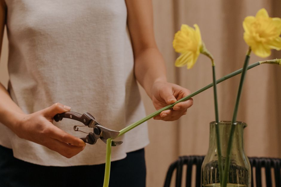 A person wearing a light grey sleeveless top is holding a pair of flower pruning shears in their right hand and a long, yellow daffodil stem in their left hand. They are in the process of trimming the