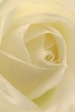 Immersed within the heart of this cream-white rose, one senses a world of delicate, spiraled petals unfolding with gentle grace. Each whisper-thin layer calls to mind the soft mists that drift across Ware's meadows at sunrise-inviting, fragile, and quietly enchanting. Shadows undulate between the petals, lending a serene depth and subtle drama captured in soothing tones of ivory and pale cream. The bloom's glow seems to draw from an inner well of light, much like morning sun filtering through the trees lining the River Lea. Emblematic of heartfelt care found in every bouquet prepared by local Ware florists, this rose offers not just visual beauty but a sense of peace and reverence-whether for expressing heartfelt sympathy, admiration, or marking a cherished new beginning. Imagine the tender, understated fragrance lingering, a gentle reminder of the comfort flowers bring to life's most meaningful moments. The close focus reveals not only pristine natural beauty but also the artistry and attentive touch behind each arrangement, conveying Ware's warmth and floral tradition with every precisely placed petal.